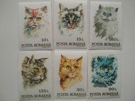 6 Briefmarken Rumänien Katzen