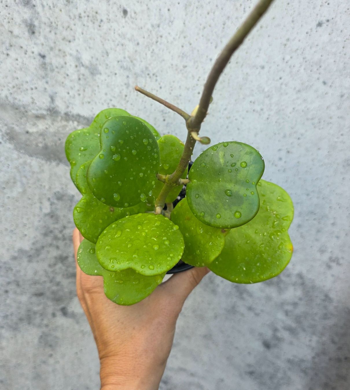 Piante & sementi: Hoya Kerrii – Nuovo (secondo la descrizione) da St.Erhard venduto da Plumilandschweiz 2
