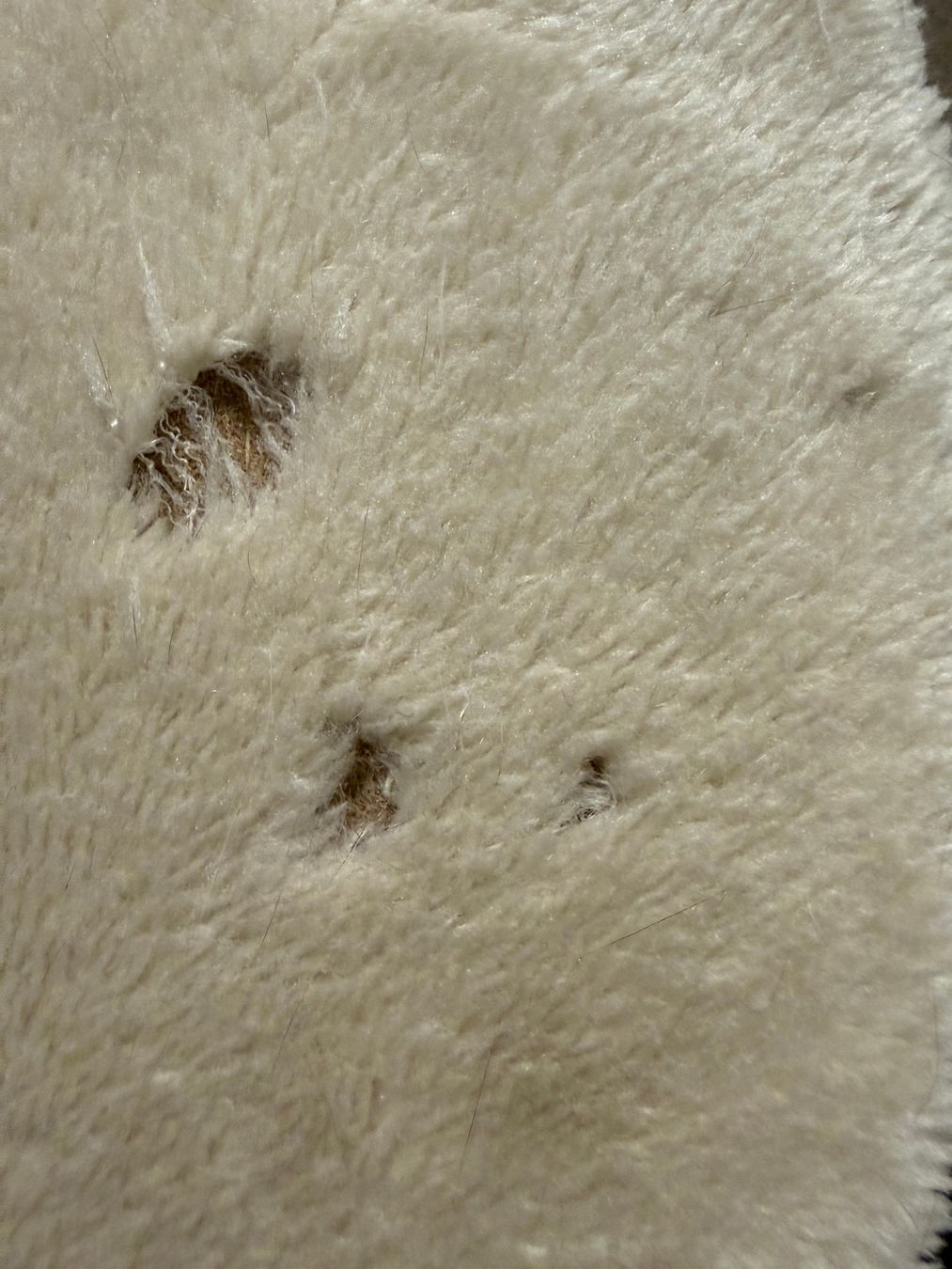 Tiragraffi: Katzenbaum Petrebels – Usato da Basel venduto da Arbarella 1