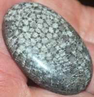 Cabochon L-735 – Schwarzes Schlangen Fossil - 36x24mm