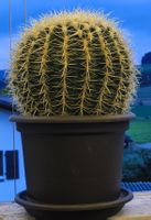 Grosser Kaktus, 30cm Topf