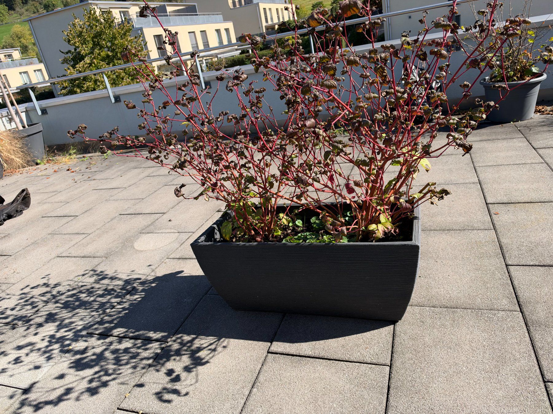 Piante & sementi: Echter Hartigal – Usato da Root venduto da calmchris