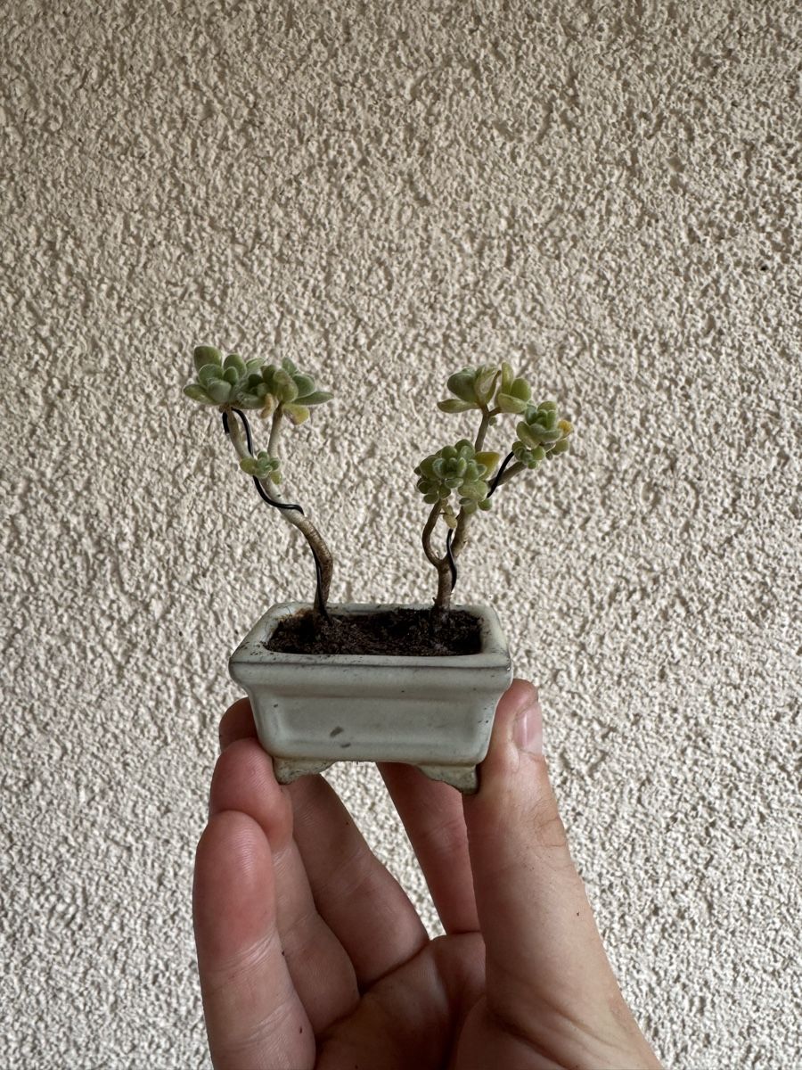 Piante & sementi: Micro Sukkulenten Bonsai – Usato da Rümlang venduto da Gruseh.ch