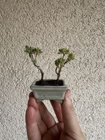 Micro Sukkulenten Bonsai