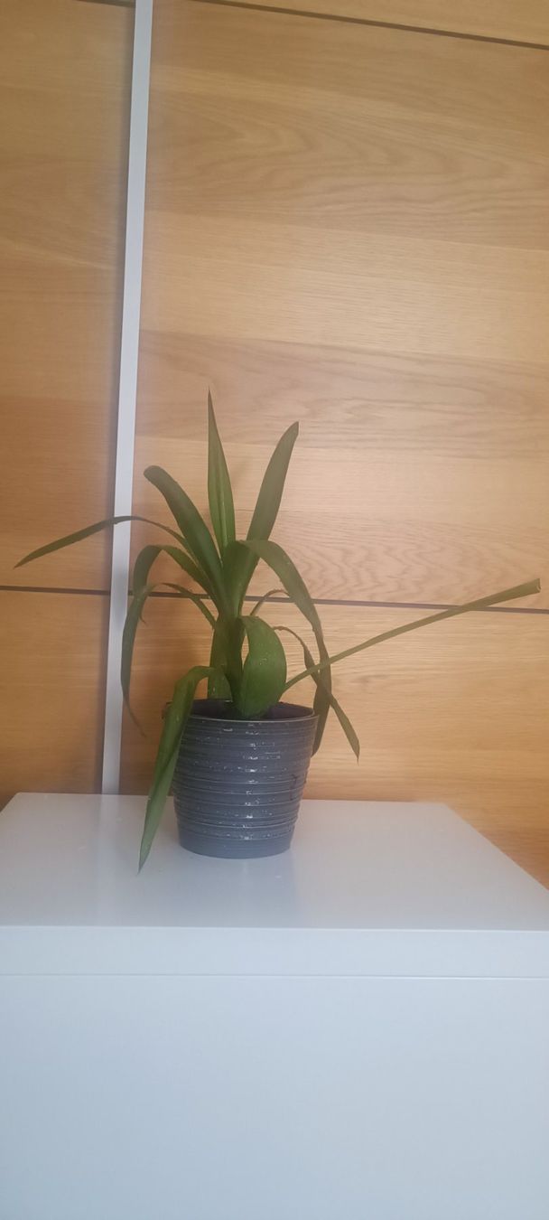 Piante & sementi: Yucca (45 cm inkl. Topf) – Usato da Bern venduto da sv-trade 4