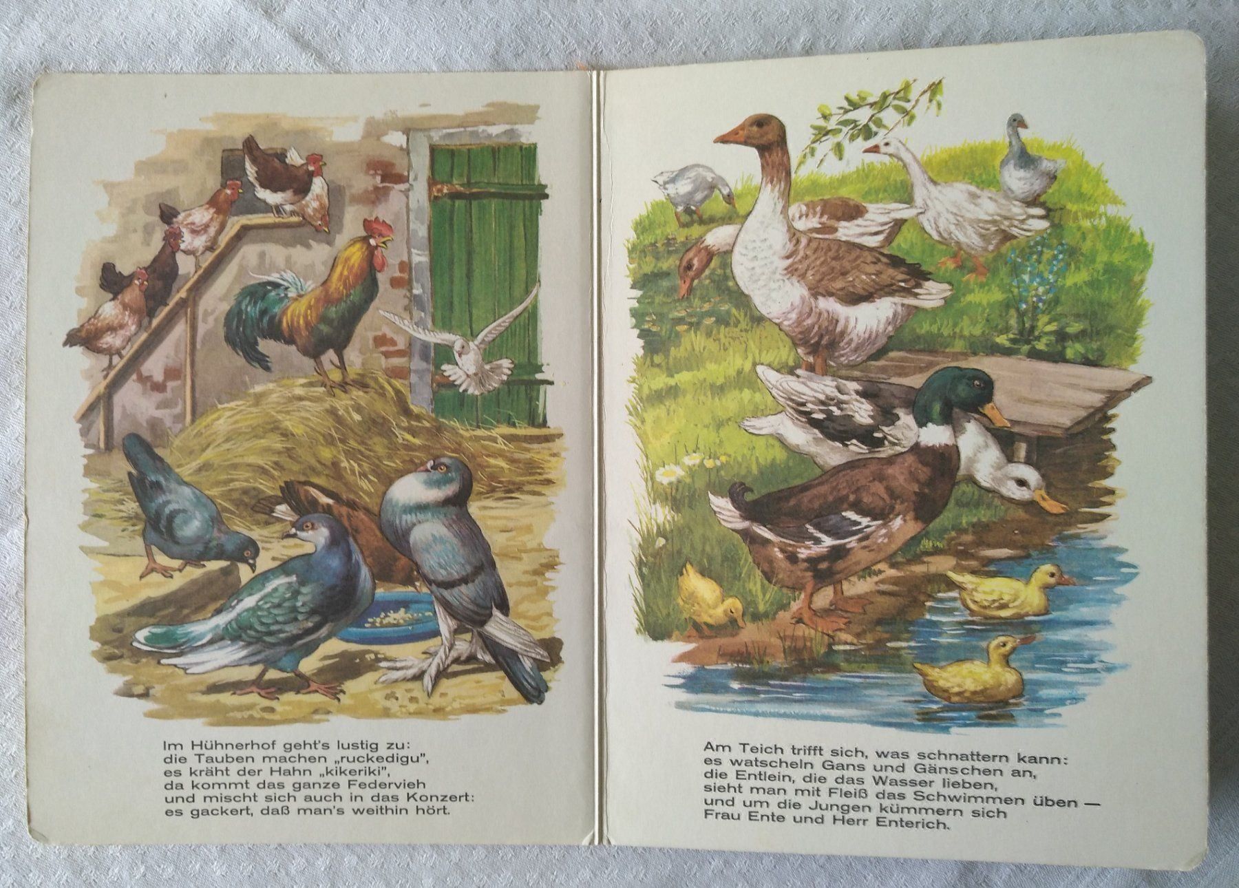 Libri: Kikeriki, mein Federvieh - Kinderbuch – Usato da Chur venduto da rh86424 2