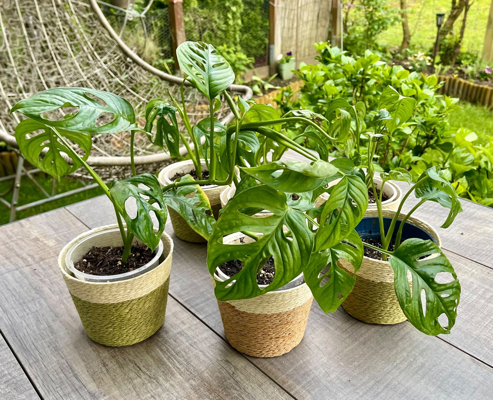 Monstera adansonii (Pflnzchen verschiedene Grosse) (Neu und  originalverpackt) in Adliswil fr CHF 1  mit Lieferung auf Ricardo kaufen