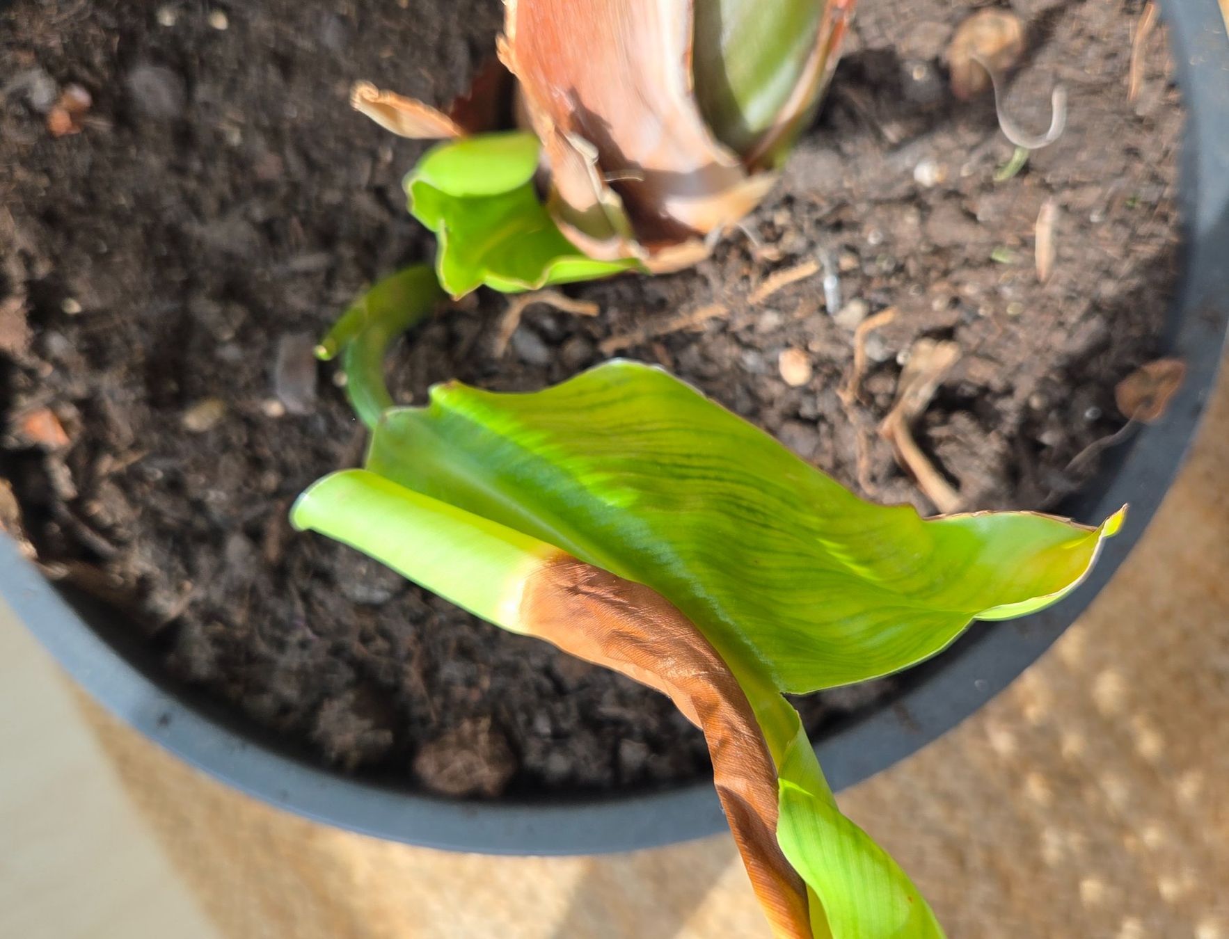 Piante & sementi: Strelitzia nicolai (ca. 90cm) – Usato da Zürich venduto da wile_coyote 9
