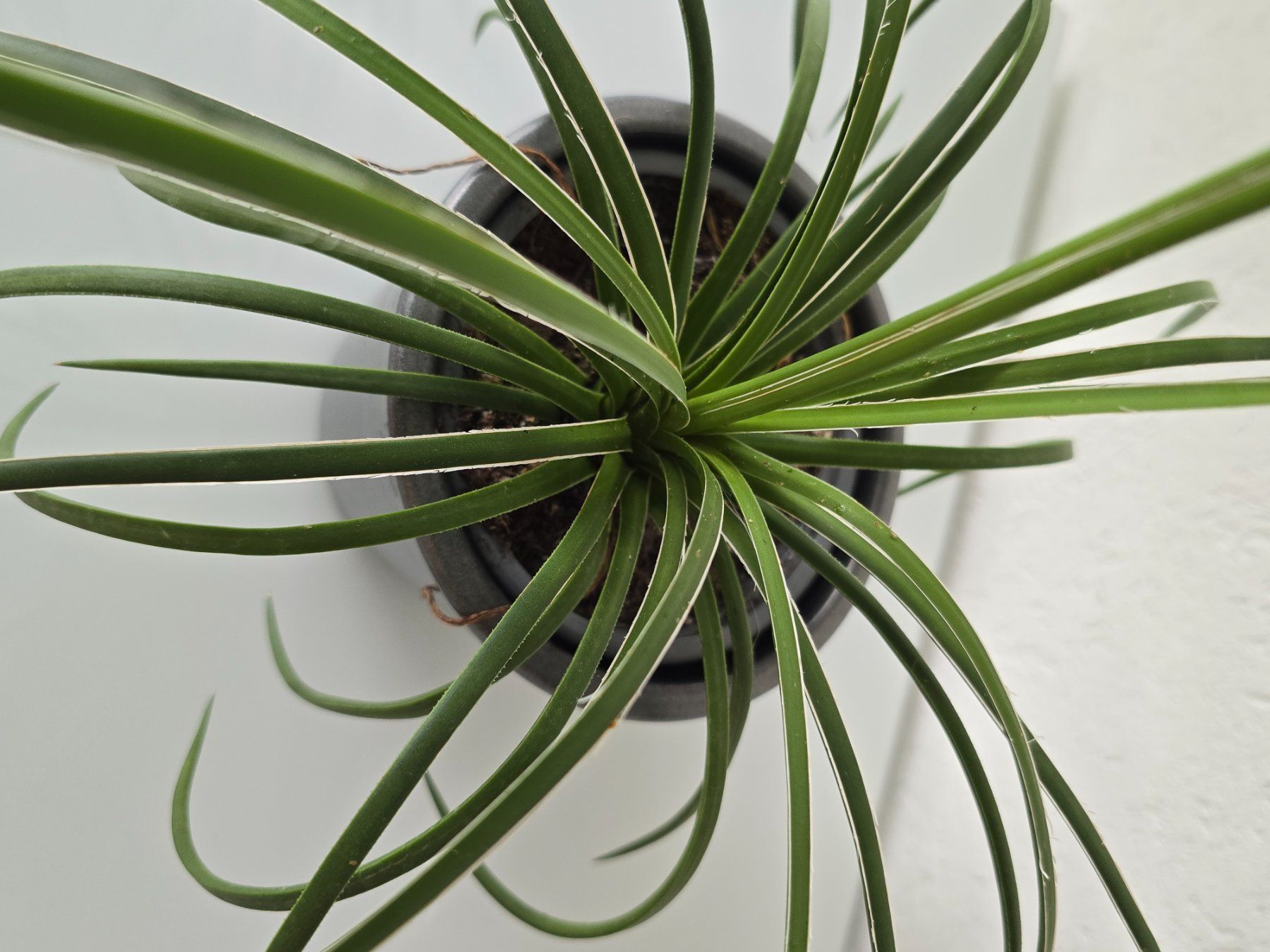 Plantes & graines: Jungpflanze Agave Geminiflora – Neuf (Voir description) à Aarburg par Glitzerschein 3