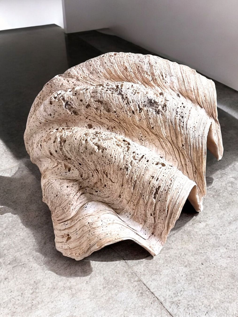 Fossilien: Riesenmuschel aus Indonesien – Gebraucht aus Zürich von Zuerichparis08