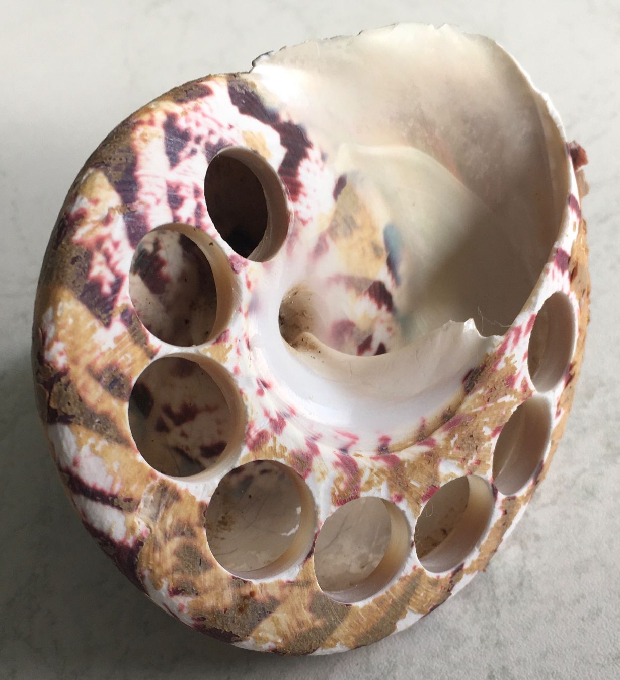 Fossilien: Muschel Spitz Schnecke speziell – Gebraucht aus Kriens von Niklaus014 2
