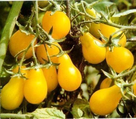 Piante & sementi: 100 Samen YELLOW PEAR CHERRY BELL Tomate – Nuovo (secondo la descrizione) da Ehrendingen venduto da VerveinaSamen 3