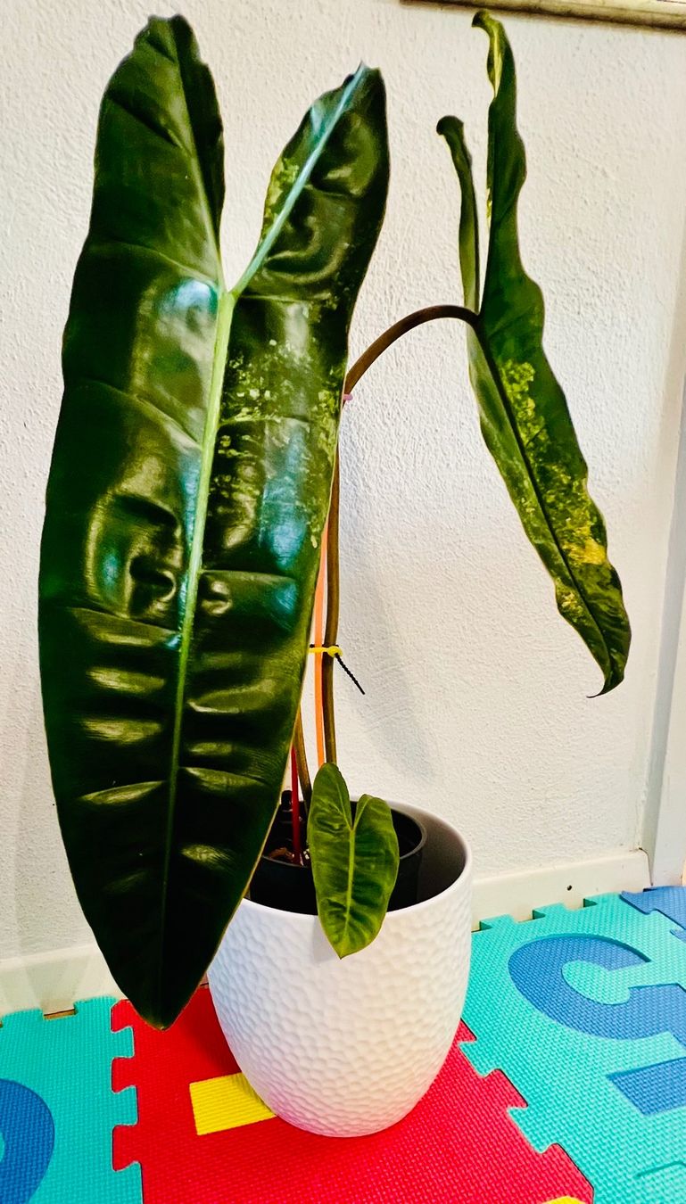 Piante & sementi: Philodendron Billietiae variegated – Usato da Zofingen venduto da Erfolg1957 1