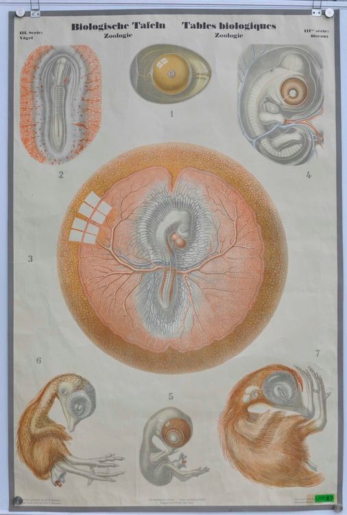 Schulwandbild Biologie / Zoologie Vögel / Oiseaux Kaufen auf Ricardo