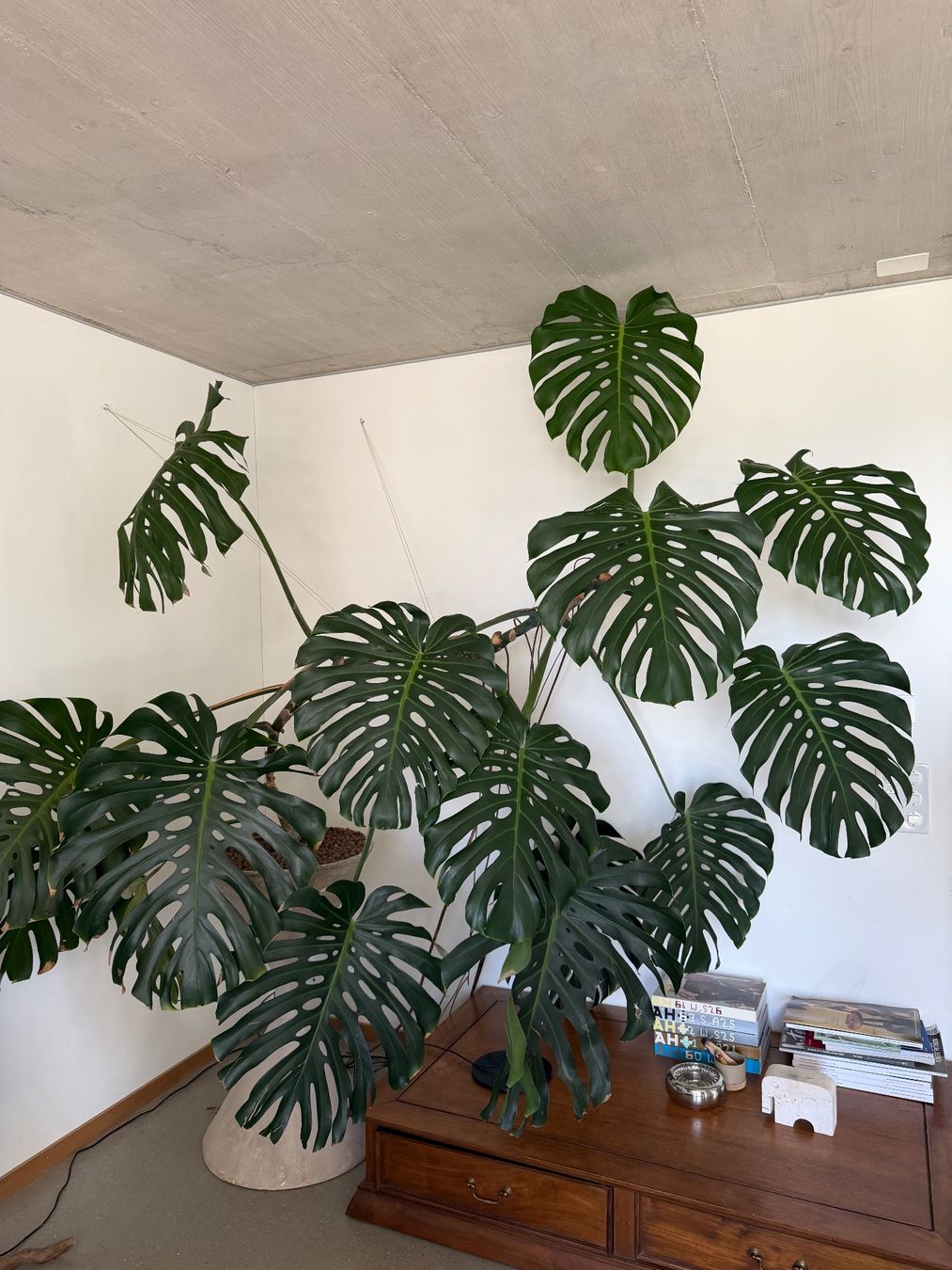 Piante & sementi: Monstera XXL – Usato da Zürich venduto da dudeli83 5