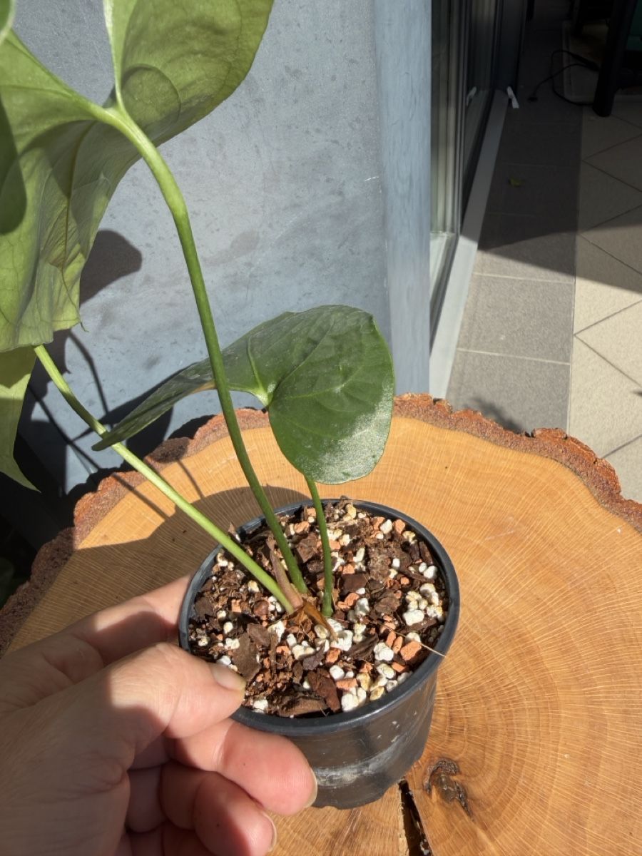 Piante & sementi: Anthurium watermaliense – Nuovo (secondo la descrizione) da Buchrain venduto da Stetoscop 1