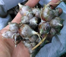Oignon rocambole AMISH  (perpétuel RARE)