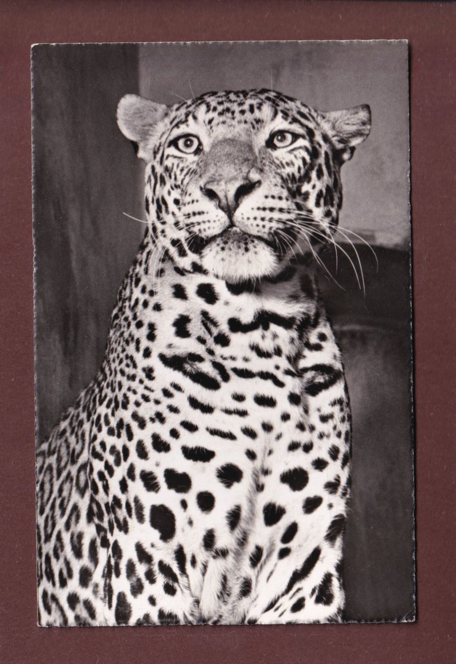 Cartes postales: BASEL - Zoo - Leopard – D'occasion à Pully par nicecards-shop
