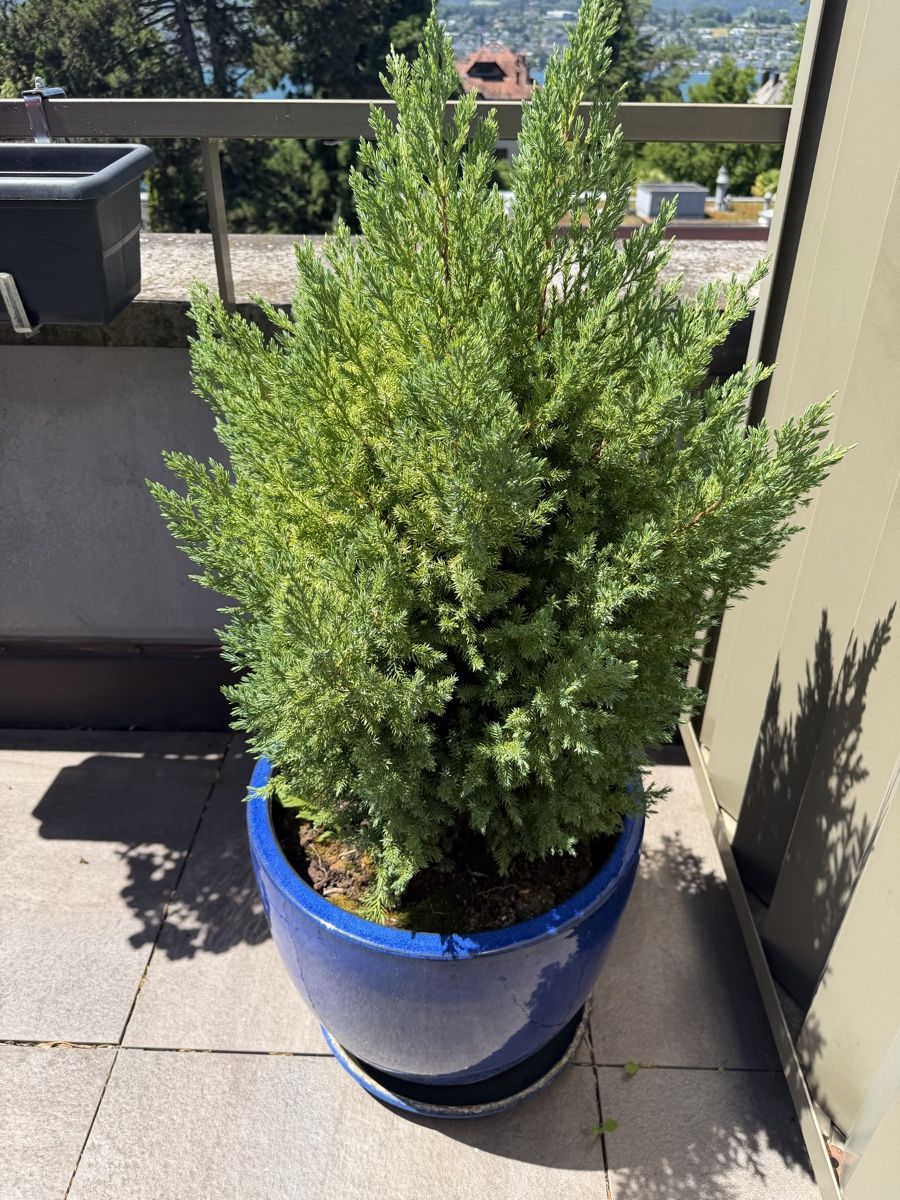 Plantes & graines: Chinese Juniper trees – D'occasion à Küsnacht ZH par lfo_f8w5 1