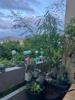 Amerikanische Gleditschie, für Balkon, Terrasse, Garten Topf
