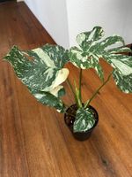 Monstera Thai Constellation💚