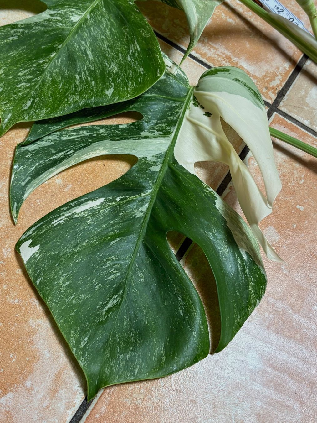 Plantes & graines: Monstera variegata, bewurzelter Steckling – Neuf (Voir description) à Winterthur par Aniger 5