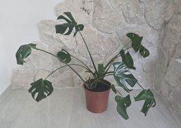 Monstera Deliciosa Zimmerpflanze im Topf 