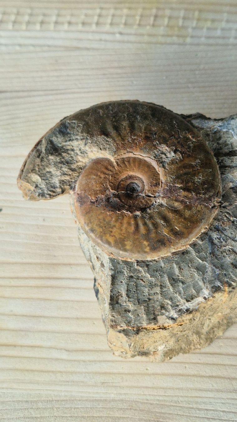 Fossilien: Ammonit Baselland Kilchberg – Gebraucht aus Niederhasli von rehauge01 1