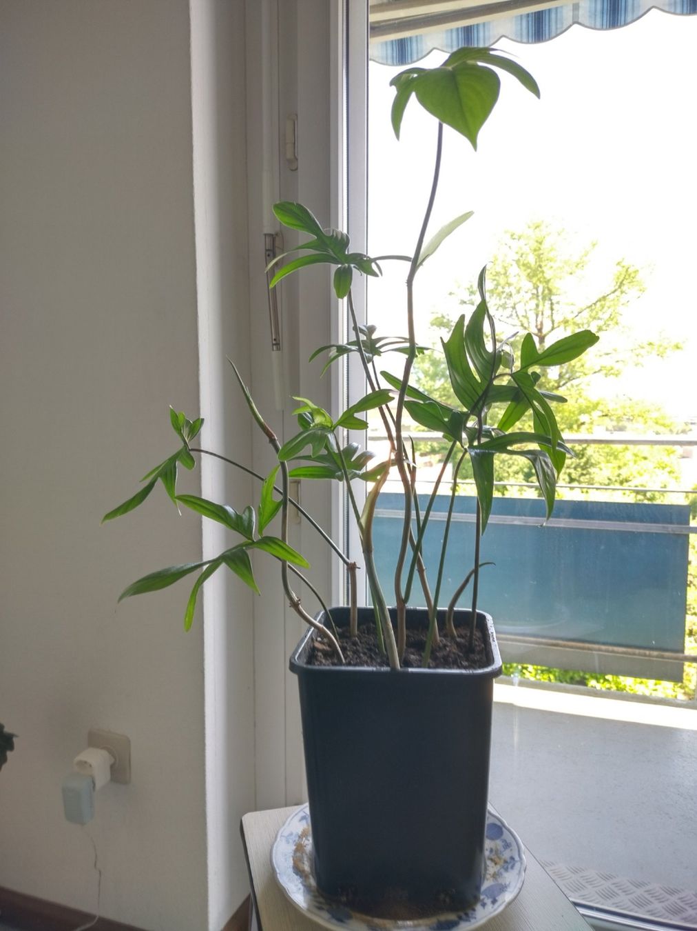 Piante & sementi: Philodendron pedatum – Usato da Jona venduto da Argus36 3
