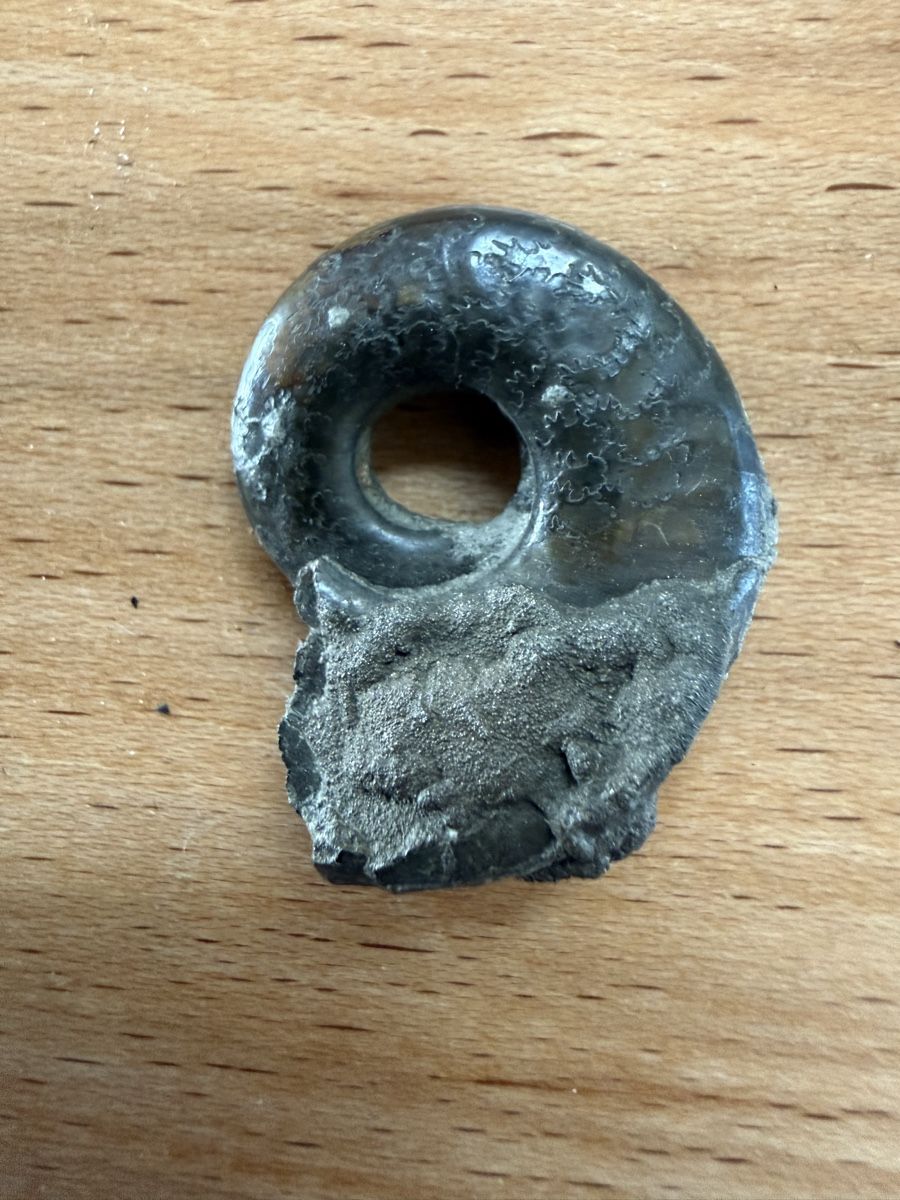 Fossili: Pyritisieter Ammonit – Usato da Grenchen venduto da Bastet007