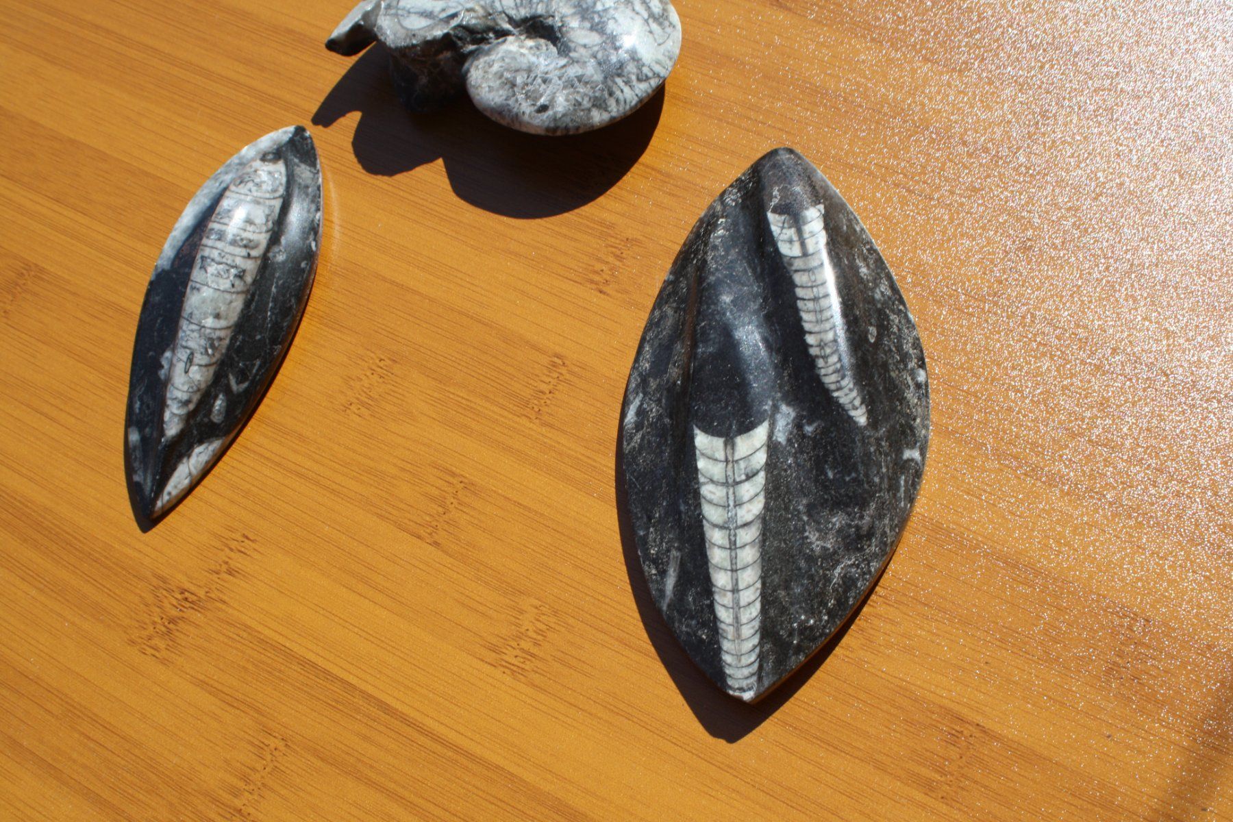 Fossili: 3 SCHÖNE STEINE POLIERT FOSSIL ECHT ?? – Usato da Wauwil venduto da Pneuedy 2