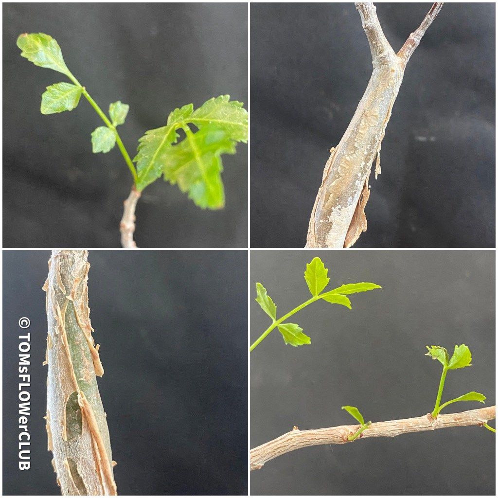 Piante & sementi: Bursera Fagaroides / Duft-Bursera . – Nuovo e nell'imballaggio originale da Adliswil venduto da astom369 4