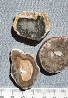 3x  Fossilien versteinertes Holz  Geschenk Idee   Madagaskar