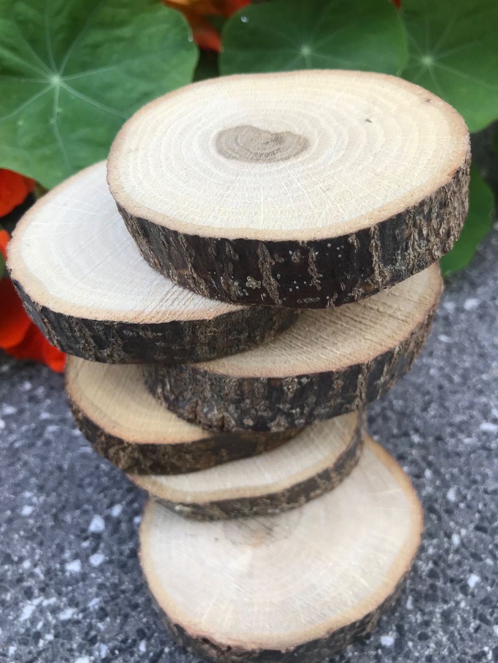 Articoli in legno: Holzscheiben – Nuovo e nell'imballaggio originale da Buttwil venduto da mina010 4
