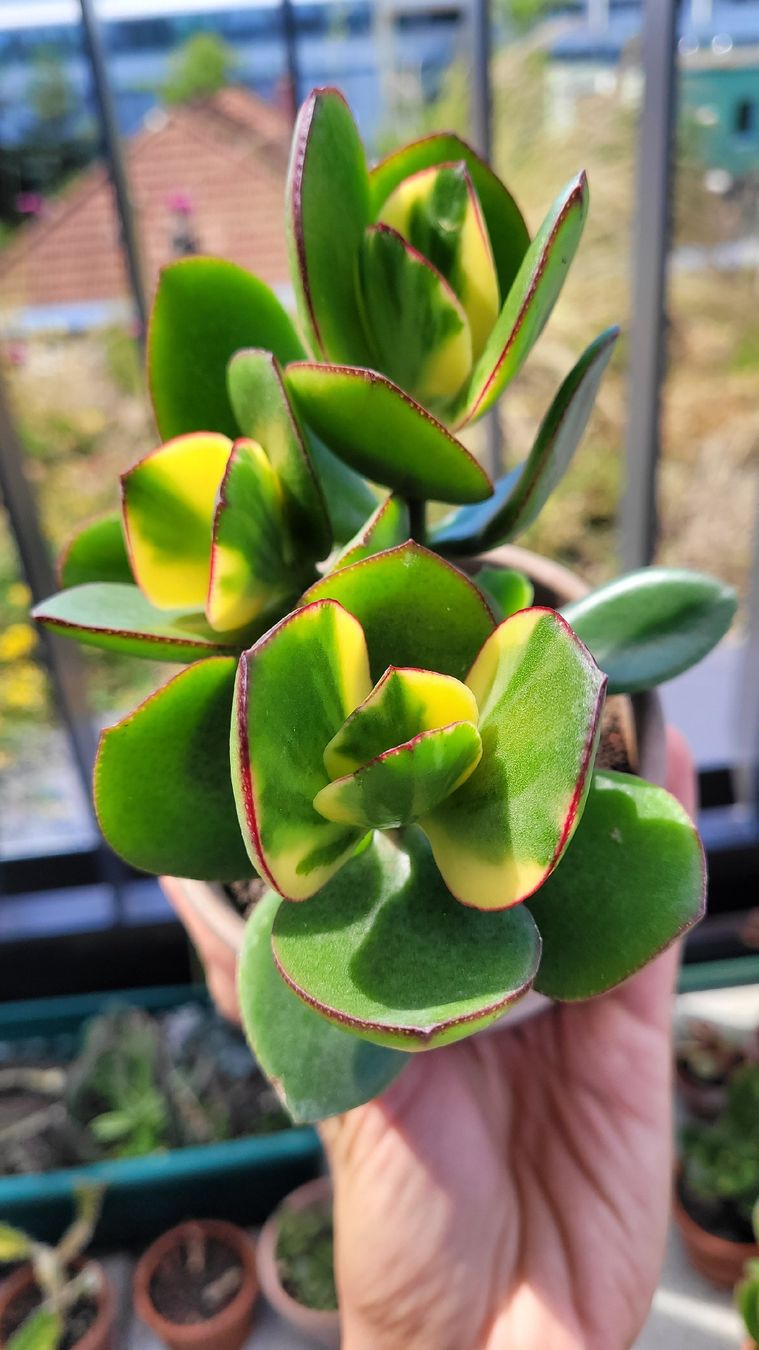 Piante & sementi: Crassula ovata "Maruba Nishiki" – Nuovo (secondo la descrizione) da Zürich venduto da The_Plant_Wizard