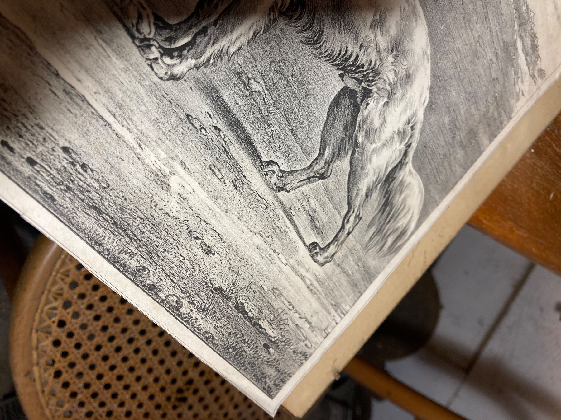 Grafica & Litografie: chiens hund lithos antik – Usato da St-Cierges venduto da LeRegain 2