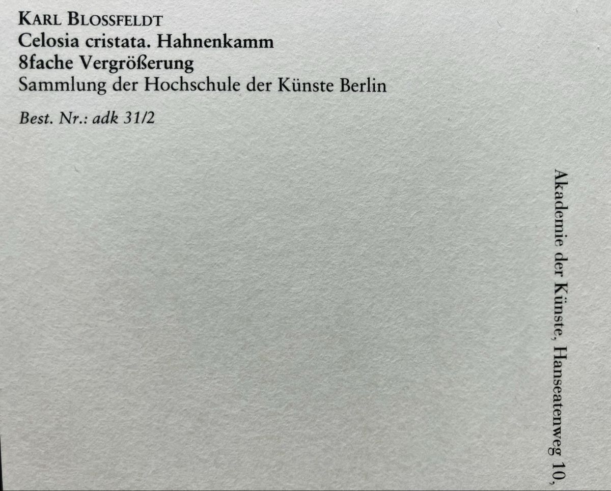 Cartoline postali: AK Karl Blossfeldt – Nuovo (secondo la descrizione) da Buchs AG venduto da Allerleis 2