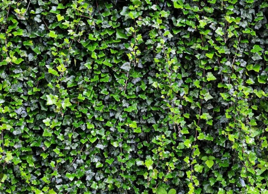 40 Stk Efeu Pflanzen für Garten und Terrasse Kaufen auf Ricardo