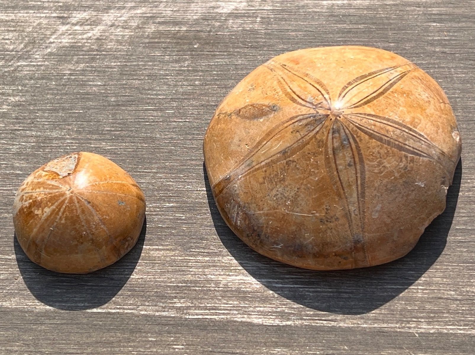 Fossili: 2 schöne versteinerte Seeigel Fossilien, Clypeus Plotii – Usato da Otelfingen venduto da Markthalle_C