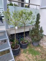 Japanische Weide Salix