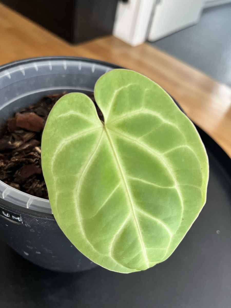 Piante & sementi: Anthurium Besseae aff – Usato da Uster venduto da ke114
