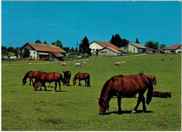 Au pâturage du Jura (Franches-Montagnes), circulée 1983