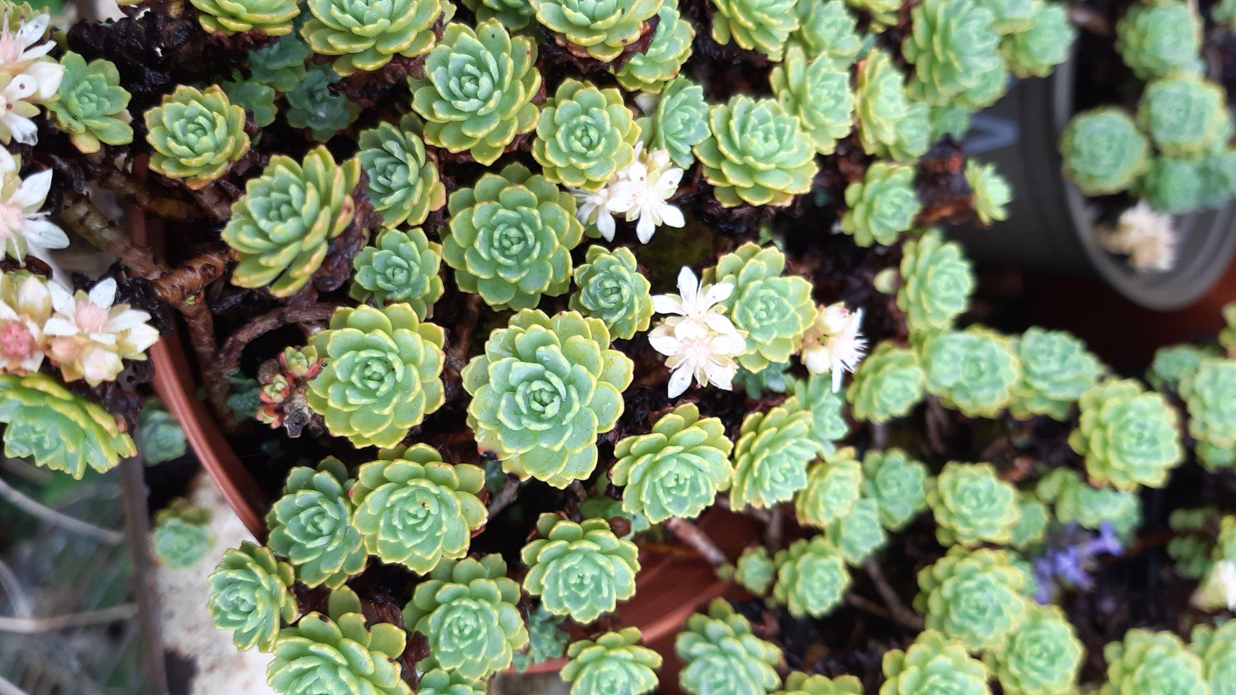 Piante & sementi: Rosensedum – Nuovo (secondo la descrizione) da Ibach venduto da chaemilochhobbygarte