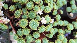 🪴Rosenkugel sedum grün🪴