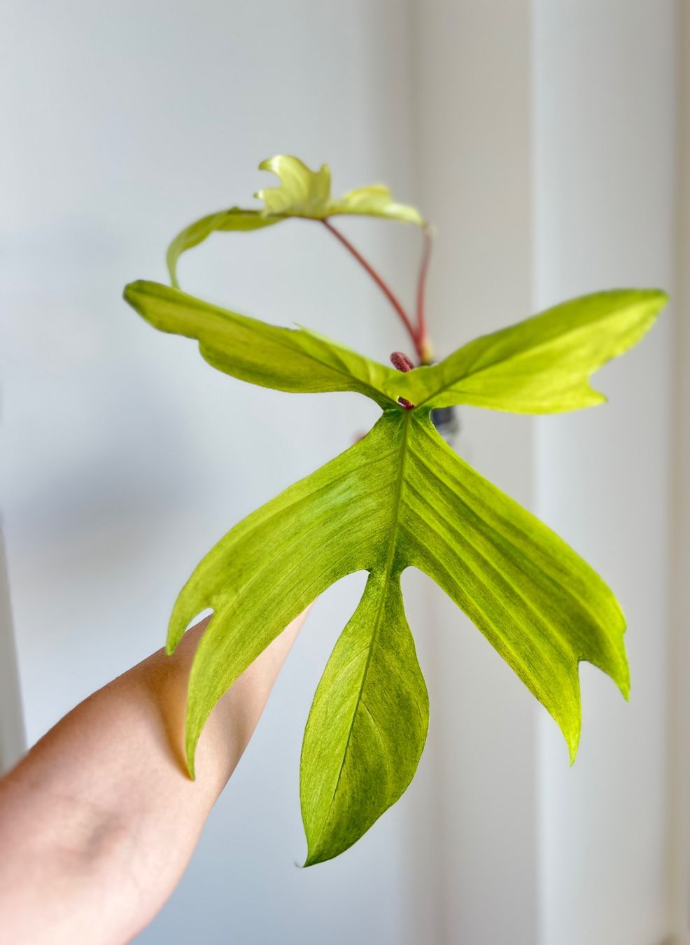 Piante & sementi: Philodendron Florida Ghost🔥 – Usato da Glattpark(Opfikon) venduto da ste_n99y 2