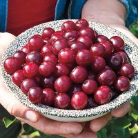 Cerisier nain griotte - Prunus carmine jewel  3g