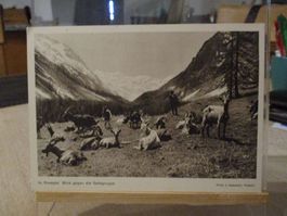 Rosegtal Sellagruppe Geiss Ziege Postkarte   1