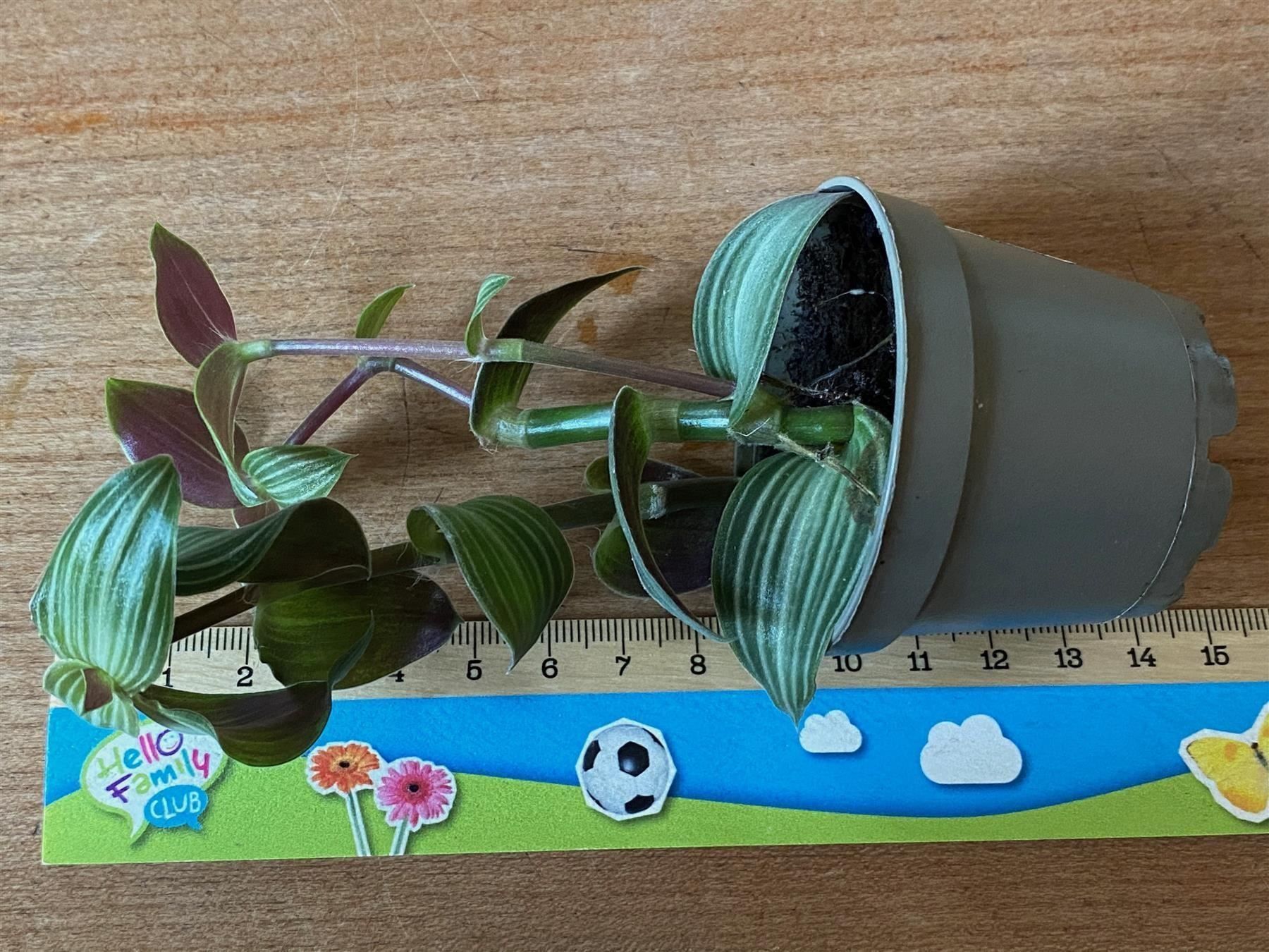 Piante & sementi: Callisia elegans - Schönpolster – Nuovo (secondo la descrizione) da Winterthur venduto da Aniger 1