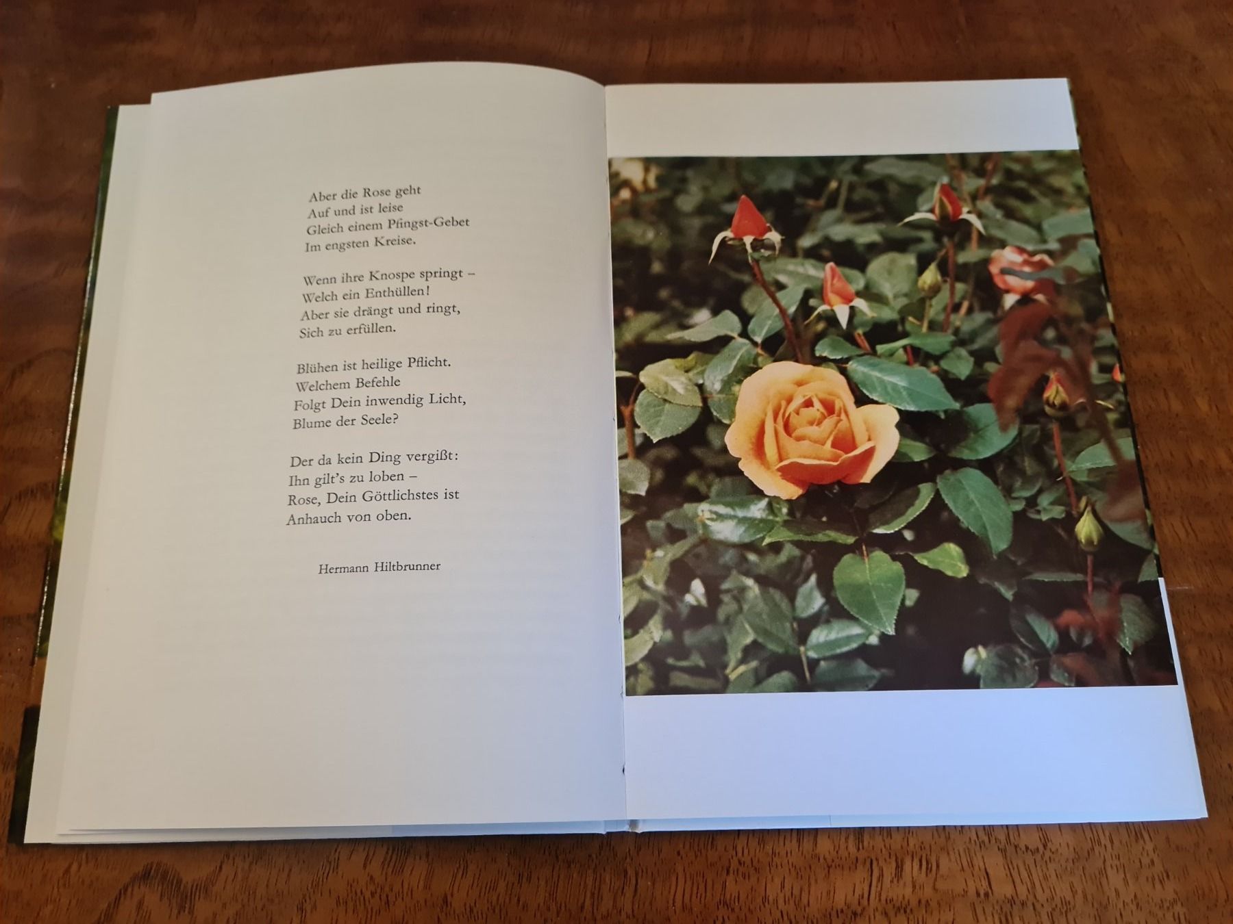 Libri: Rosen – Usato da Erstfeld venduto da Uhu1980 2
