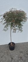 AHORN - BAUM